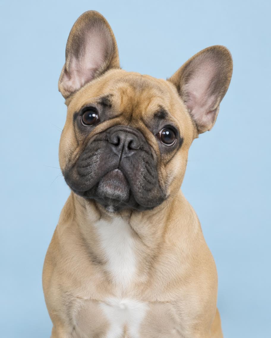 Otis