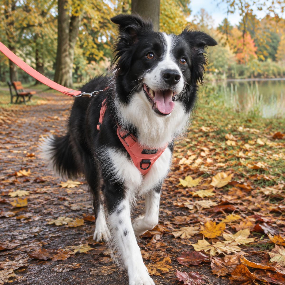 Happy border collie